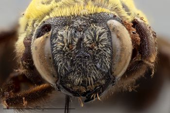 Media type: image;   Entomology 596686 Aspect: head frontal view